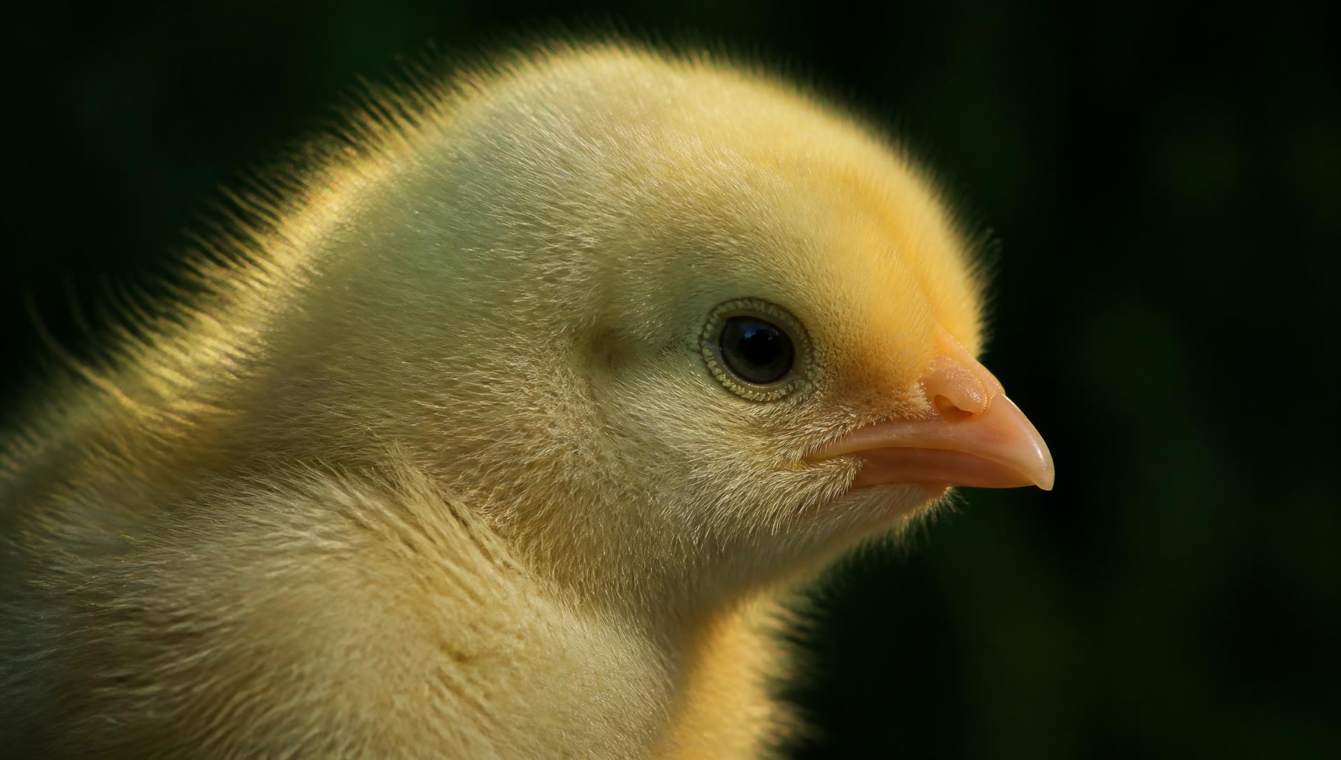 ลูกไก่แรกเกิด